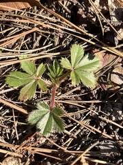 Potentilla simplex
