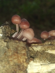 Fungi