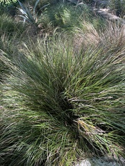 Carex virgata
