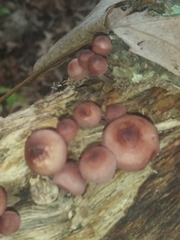 Fungi