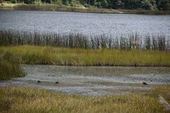 Fulica ardesiaca
