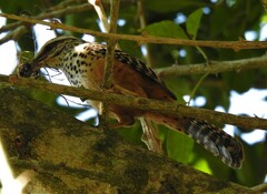 Campylorhynchus zonatus