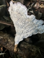 Cymatoderma caperatum