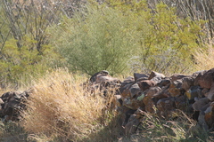 Ammospermophilus harrisii