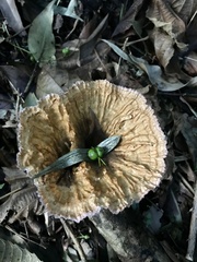 Cymatoderma caperatum