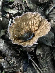 Cymatoderma caperatum