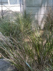 Carex virgata