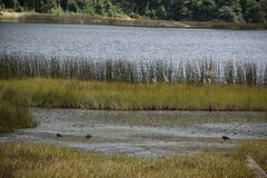 Fulica ardesiaca