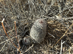Mammillaria sheldonii