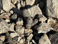 Mammillaria sheldonii