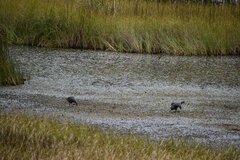 Fulica ardesiaca