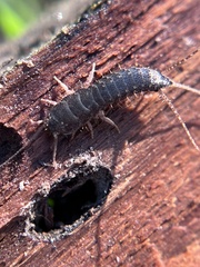 Allacrotelsa spinulata