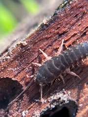 Allacrotelsa spinulata