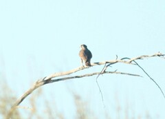 Falconiformes