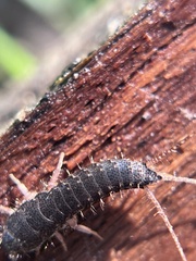 Allacrotelsa spinulata