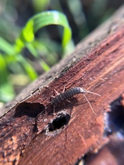 Allacrotelsa spinulata