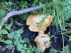 Gymnopilus ventricosus