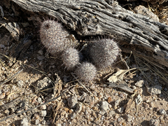 Mammillaria sheldonii
