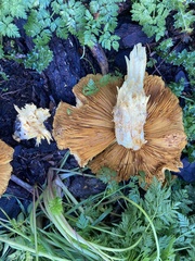 Gymnopilus ventricosus