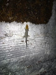 Gonatodes albogularis