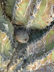 Mammillaria sheldonii
