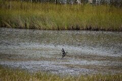 Fulica ardesiaca