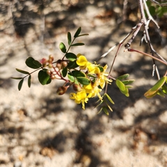 Erythrostemon pannosus