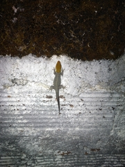 Gonatodes albogularis