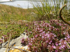 Thymus tauricus