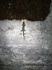 Gonatodes albogularis