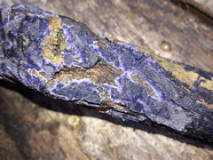Terana