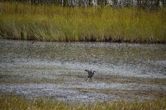 Fulica ardesiaca