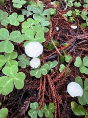 Marasmius calhouniae