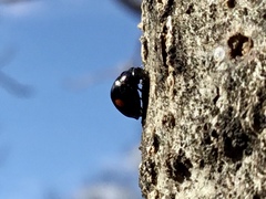 Chilocorus stigma