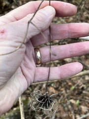 Clematis ouachitensis