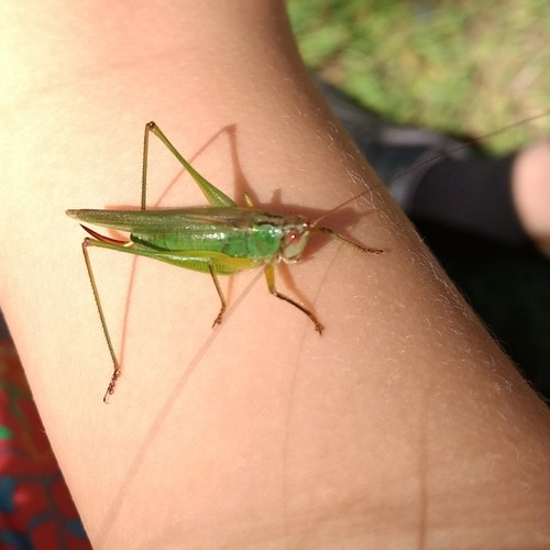 Black-legged Meadow Katydid