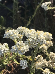 Lithospermum distichum