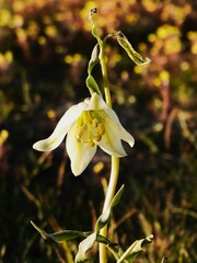 Fritillaria liliacea