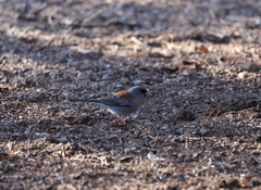Junco hyemalis caniceps