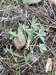 Lupinus formosus formosus