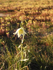 Fritillaria liliacea