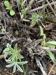 Lupinus formosus formosus