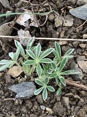 Lupinus formosus formosus