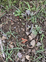 Lupinus formosus formosus