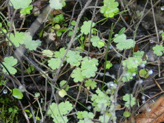 Hydrocotyle moschata