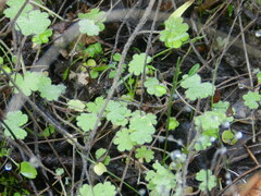 Hydrocotyle moschata