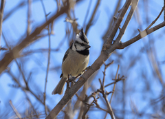 Baeolophus wollweberi