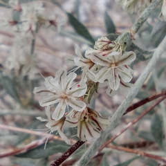 Eriogonum wrightii nodosum