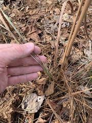 Saccharum brevibarbe