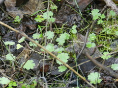 Hydrocotyle moschata